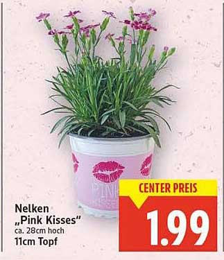 Nelken 'Pink Kisses' ca. 28cm hoch, 11cm Topf