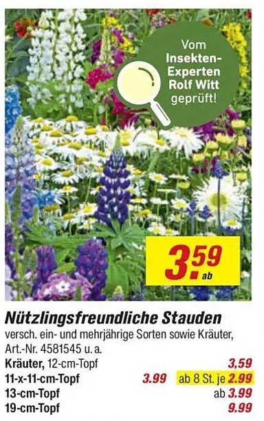 Nützlingsfreundliche Stauden - verschiedene ein- und mehrjährige Sorten sowie Kräuter