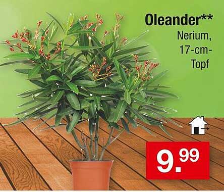 Oleander (Nerium, 17-cm-Topf)