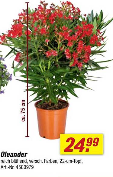 Oleander - reich blühend in verschiedenen Farben, 22-cm-Topf