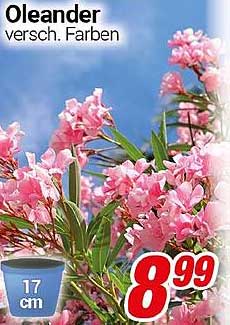 Oleander verschiedene Farben