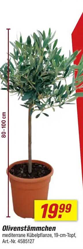 Olivenstämmchen - Mediterrane Kübelpflanze