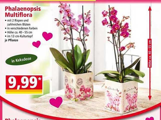 Phalaenopsis Multiflora mit 2 Rispen in Keksdose