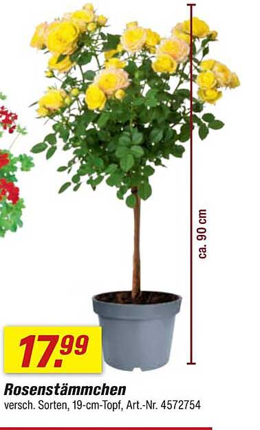 Rosenstämmchen - verschieden Sorten, 19-cm-Topf, Art.-Nr. 4572754