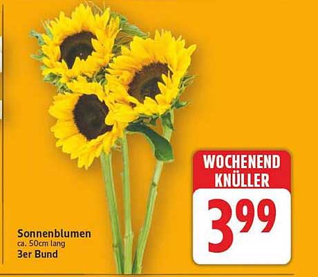 Sonnenblumen 3er Bund - Wochenend Knüller