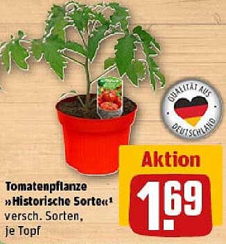 Tomatenpflanze »Historische Sorte«