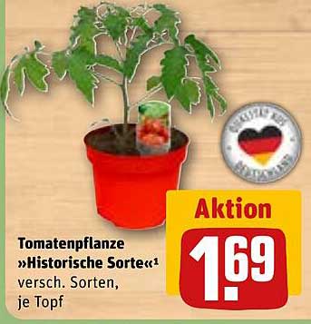 Tomatenpflanze »Historische Sorte«