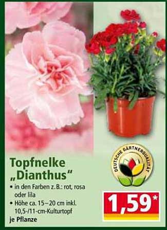 Topfnelke 'Dianthus' in verschiedenen Farben