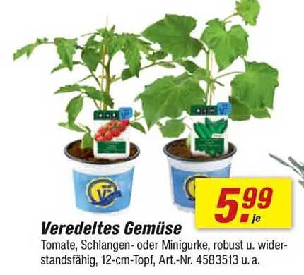 Veredeltes Gemüse - Tomate, Schlange- oder Minigurke, robust u. widerstandsfähig