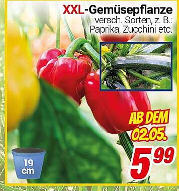 XXL-Gemüsepflanze – versch. Sorten, z. B. Paprika, Zucchini etc.