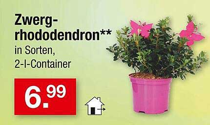 Zwerg-Rhododendron in Sorten, 2-I-Container