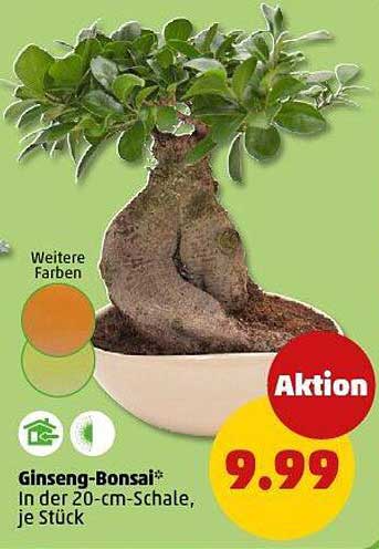 Ginseng-Bonsai in der 20-cm-Schale, je Stück