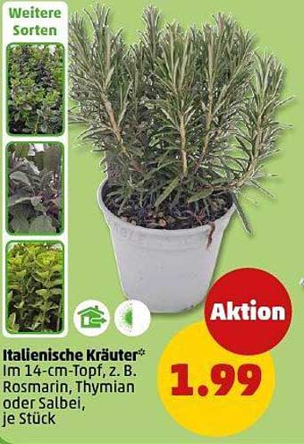 Italienische Kräuter im 14-cm-Topf, z. B. Rosmarin, Thymian oder Salbei, je Stück