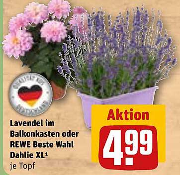 Lavendel im Balkonkasten oder REWE Beste Wahl Dahlie XL¹ je Topf