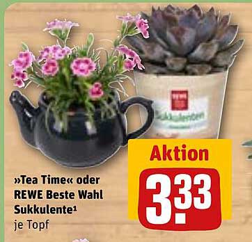 »Tea Time« oder REWE Beste Wahl Sukkulente je Topf