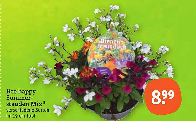 Bee happy Sommerstauden Mix⁸ verschiedene Sorten, im 19 cm Topf