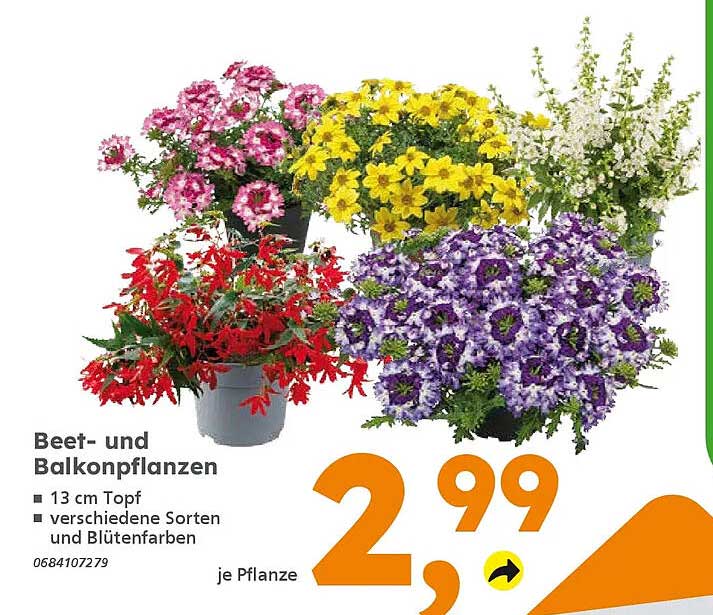 Beet- und Balkonpflanzen