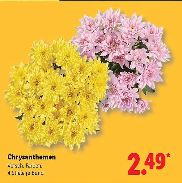 Chrysanthemen