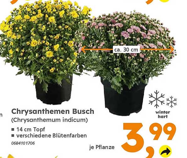 Chrysanthemen Busch (Chrysanthemum indicum)