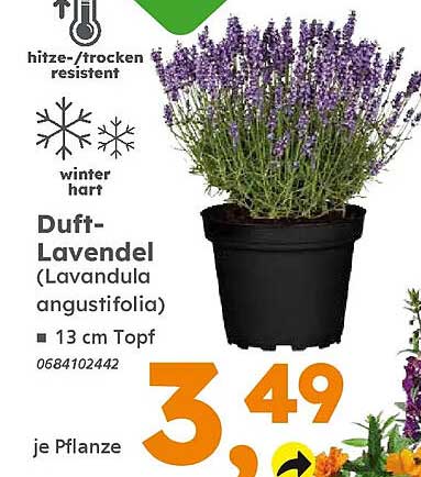 Duft-Lavendel (Lavandula angustifolia)