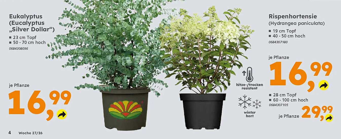 Eukalyptus (Eucalyptus „Silver Dollar“)