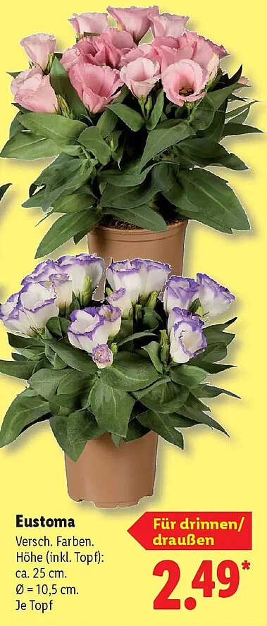 Eustoma