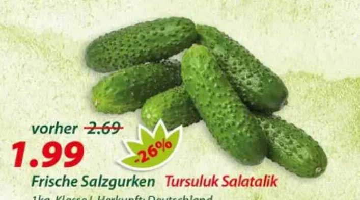 Frische Salzgurken Tursuluk Salatalik