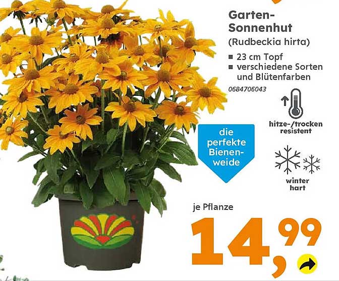 Garten-Sonnenhut (Rudbeckia hirta)