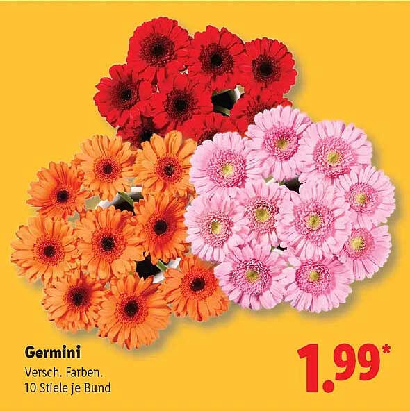 Germini Versch. Farben. 10 Stiele je Bund