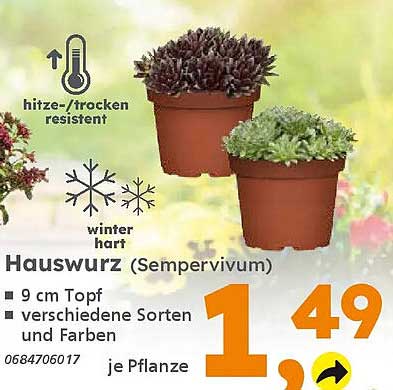 Hauswurz (Sempervivum)