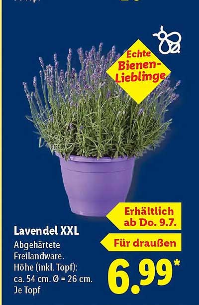Lavendel XXL