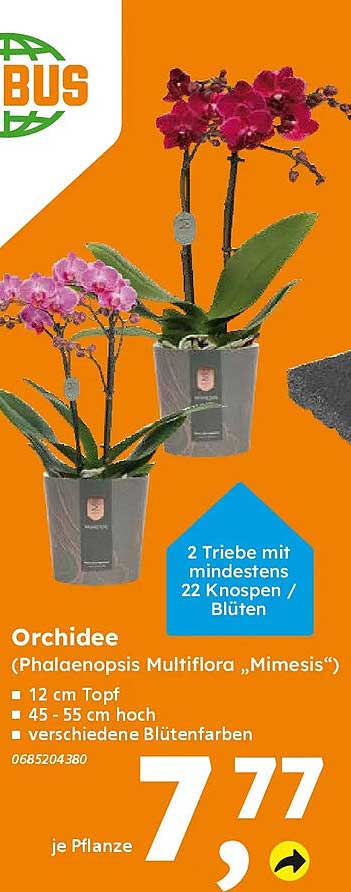 Orchidee (Phalaenopsis Multiflora „Mimesis“)