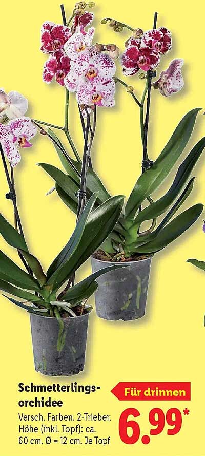 Schmetterlings-orchidee