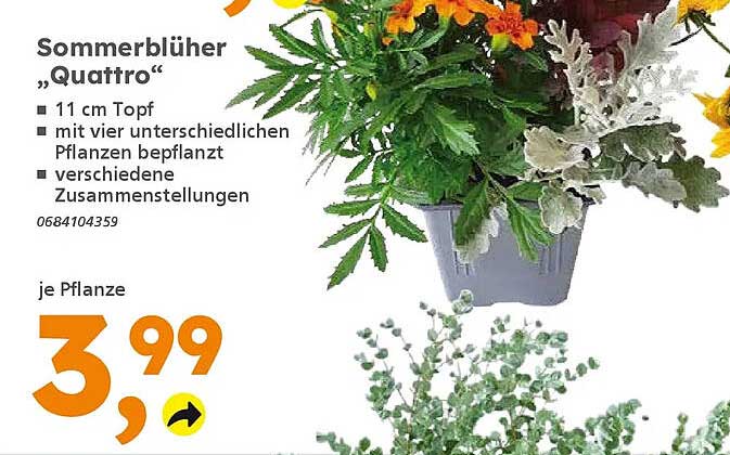 Sommerblüher „Quattro“