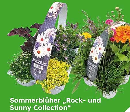 Sommerblüher „Rock- und Sunny Collection“