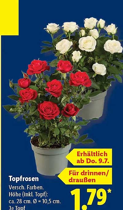 Topfrosen