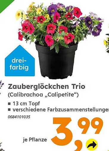 Zauberglöckchen Trio (Calibrachoa „Calipetite“)
13 cm Topf
verschiedene Farbzusammenstellungen