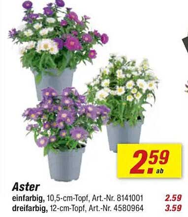 Aster – Die perfekte Pflanze für jeden Garten