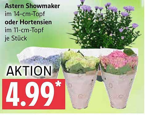 Astern Showmaker im 14-cm-Topf oder Hortensien im 11-cm-Topf je Stück