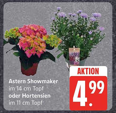 Astern Showmaker im 14 cm Topf oder Hortensien im 11 cm Topf