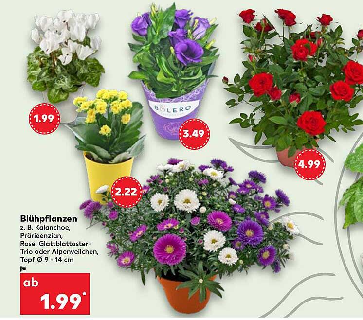 Blühpflanzen z. B. Kalanchoe, Prärieranzian, Rose, Glattblättertaster-Trio oder Alpenveilchen, Topf Ø 9 - 14 cm je
