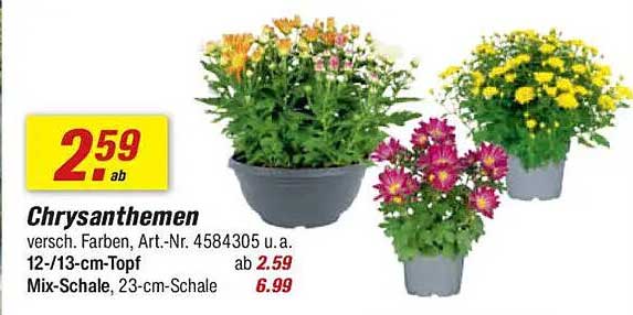 Chrysanthemen - versch. Farben, Art.-Nr. 4584305 u.a.