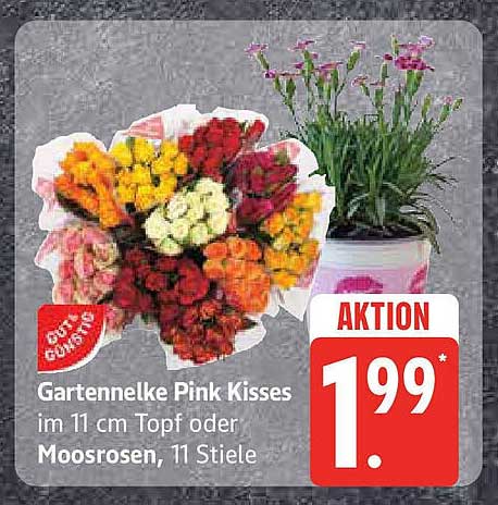 Gartennelke Pink Kisses im 11 cm Topf oder Moosrosen, 11 Stiele
