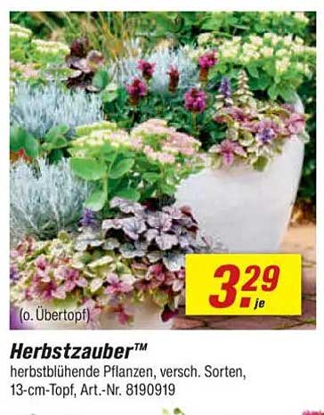 Herbstzauber™ - Herbstblühende Pflanzen, versch. Sorten, 13-cm-Topf