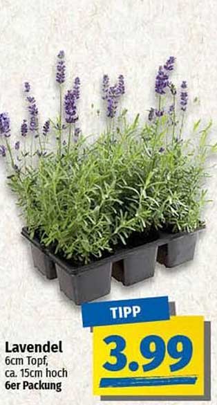 Lavendel 6cm Topf, ca. 15cm hoch 6er Packung