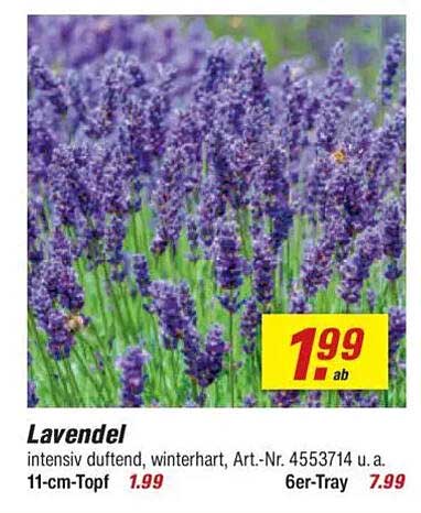 Lavendel - intensiv duftend, winterhart