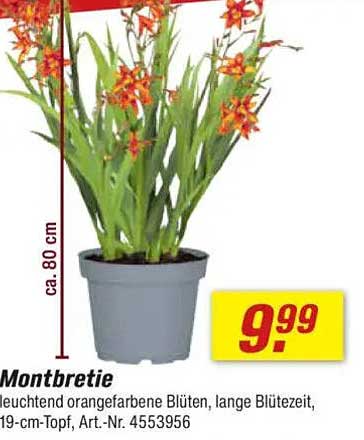 Montbretie - Leuchtend orangefarbene Blüten für Ihr Zuhause