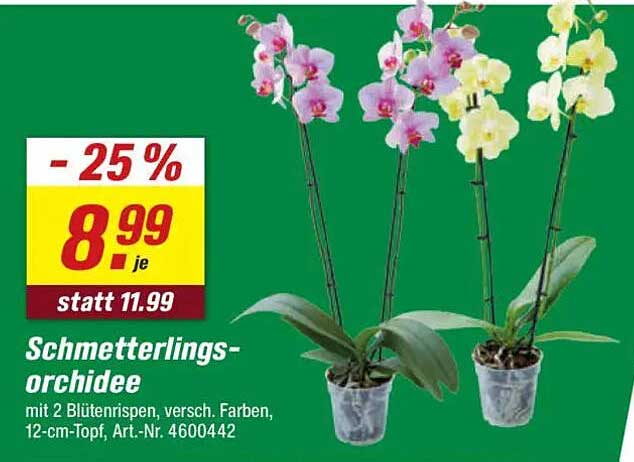 Schmetterlings-Orchidee mit 2 Blütenrispen, verschiedenen Farben, 12-cm-Topf