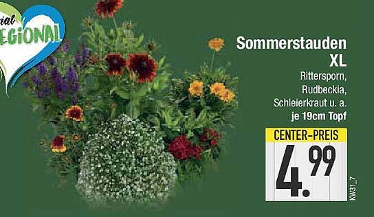 Sommerstauden XL - Rittersporn, Rudbeckia, Schleierkraut u. a. je 19cm Topf