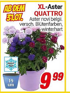 XL-Aster QUATTRO